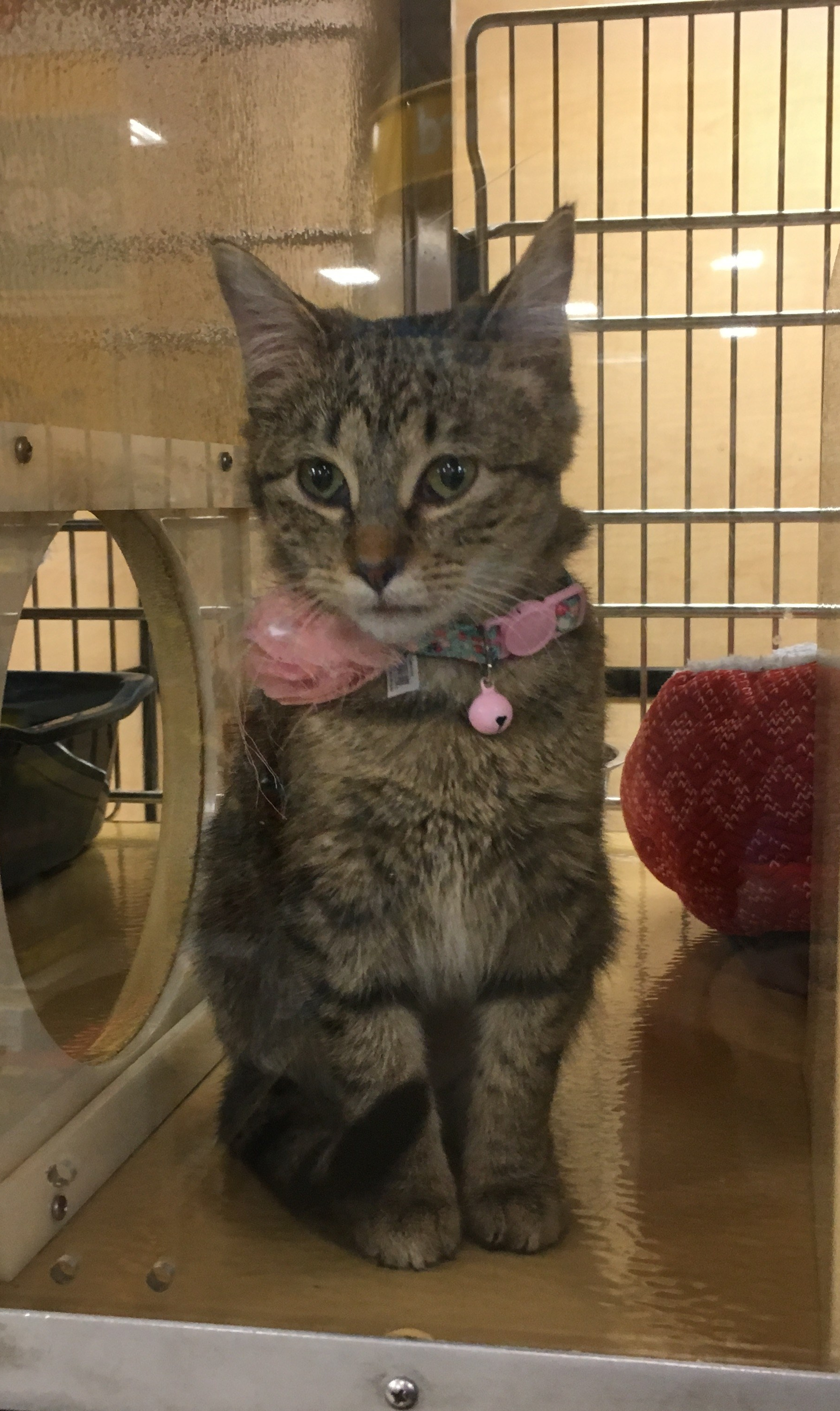 [Adorable cat, but not as adorable as Mr Gaz]